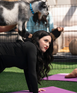 darcy in yoga pose with baby goat standing on her back